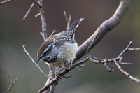 Cactus Wren 5872